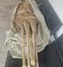 领象 环卫扫把笤帚扫帚 扫马路竹扫把 竹扫帚大扫把老枝无叶4斤  5把装 实拍图