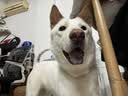 疯狂小狗宠物狗零食牛骨头磨牙棒磨牙洁齿耐啃 中大型犬香烤牛腱腿90g 实拍图