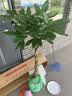 叹为观止大型植物发财树各种大颗盆栽开业乔迁客厅办公室内好养大型花卉 辫子发财树【1.2-1.4米】 含盆 实拍图