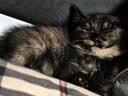 ZEZE复古风藤编夏季凉感猫爬架降温猫窝猫树一体跳台猫抓柱猫别墅 实拍图