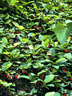 匡威（Converse）All Star Lift夏季经典厚底鞋小白鞋帆布鞋560251C 560251C/白色 （推荐选大半码） 41 实拍图