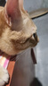 皇家室内成猫粮 I27 通用粮 12月以上 2KG 实拍图