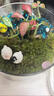 孙凯（SUNKAI）鲜活苔藓青苔藓 微景观植物盆景生态瓶diy绿植水陆缸假山盆栽盆景 实拍图