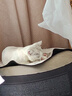 普安特宠物猫咪驱虫药驱虫体内外一体幼成虫跳蚤犬虱非泼罗尼爱滴克套装 实拍图