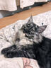 海乐妙猫咪体内驱虫药0.5-2kg（三片装）幼猫防治寄生虫宠物驱虫 实拍图