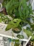临雅仙洞龟背竹盆栽爬藤植物室内好养四季观叶垂吊绿植适合懒人养的花 长藤仙洞【简易盆】高40cm左右 实拍图