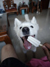 麦富迪狗粮 无谷牛肉双拼狗粮成犬 小型犬中大型犬通用10kg/20斤 实拍图