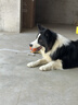 HELLOJOY狗狗玩具宠物小狗自嗨解闷神器磨牙耐咬发声幼犬中型小型犬橄榄球 实拍图