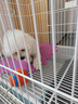HELLOJOY狗狗玩具宠物小狗自嗨解闷神器磨牙耐咬发声幼犬中型小型犬橄榄球 实拍图