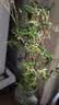 水培植物富贵竹天堂鸟白掌鸭脚木室内米竹子绿植花卉办公桌面好养 20颗米竹35-45cm+营养液【不含盆】 无规格 实拍图