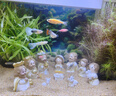 疯狂水草孔雀鱼活体水族宠物观赏鱼冷水耐活小型热带鱼淡水鱼苗 【3CM左右】精品孔雀鱼A 共8条 实拍图