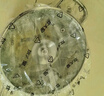 炊大皇 304不锈钢汤锅+蒸屉 汤蒸炖锅蒸锅双耳煮粥煮面 20cm 复合锅底 实拍图