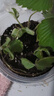 墨斗鱼营养土通用土壤种菜兰花多肉盆栽植物种植肥料椰糠泥花土3L 实拍图