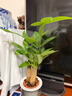 发财树盆栽大植物室内办公室桌面客厅小盆景招财树苗绿植花卉盆栽 三杆发财树 5-8cm【繁星吸水盆】 【送肥料】 实拍图