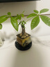 八芽小叶栀子花盆栽开花植物室内桌面茶几好养花卉绿植办公室净化空气 小叶栀子花-陶瓷竖纹盆-密胺托 带盆栽好 实拍图