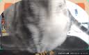 皇家室内成猫粮 I27 通用粮 12月以上 2KG 实拍图