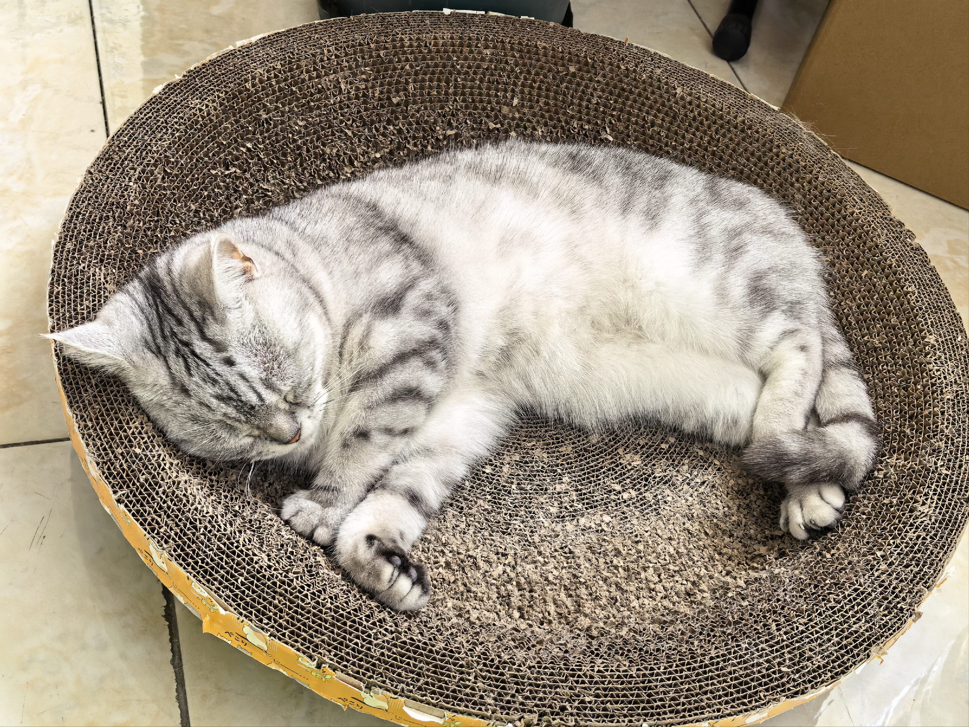 诺瑞成猫猫粮全价蛋黄营养500g小包装比瑞吉猫咪主粮 蛋黄成猫粮500g*20包 实拍图