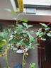户净花卉杀虫剂植物通用绿植蔬菜吡虫啉月季草蚜虫小黑飞红蜘蛛500ml 实拍图