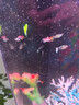 疯狂水草孔雀鱼活体水族宠物观赏鱼冷水耐活小型热带鱼淡水鱼苗 【组合装孔雀鱼26条】随机发出 实拍图