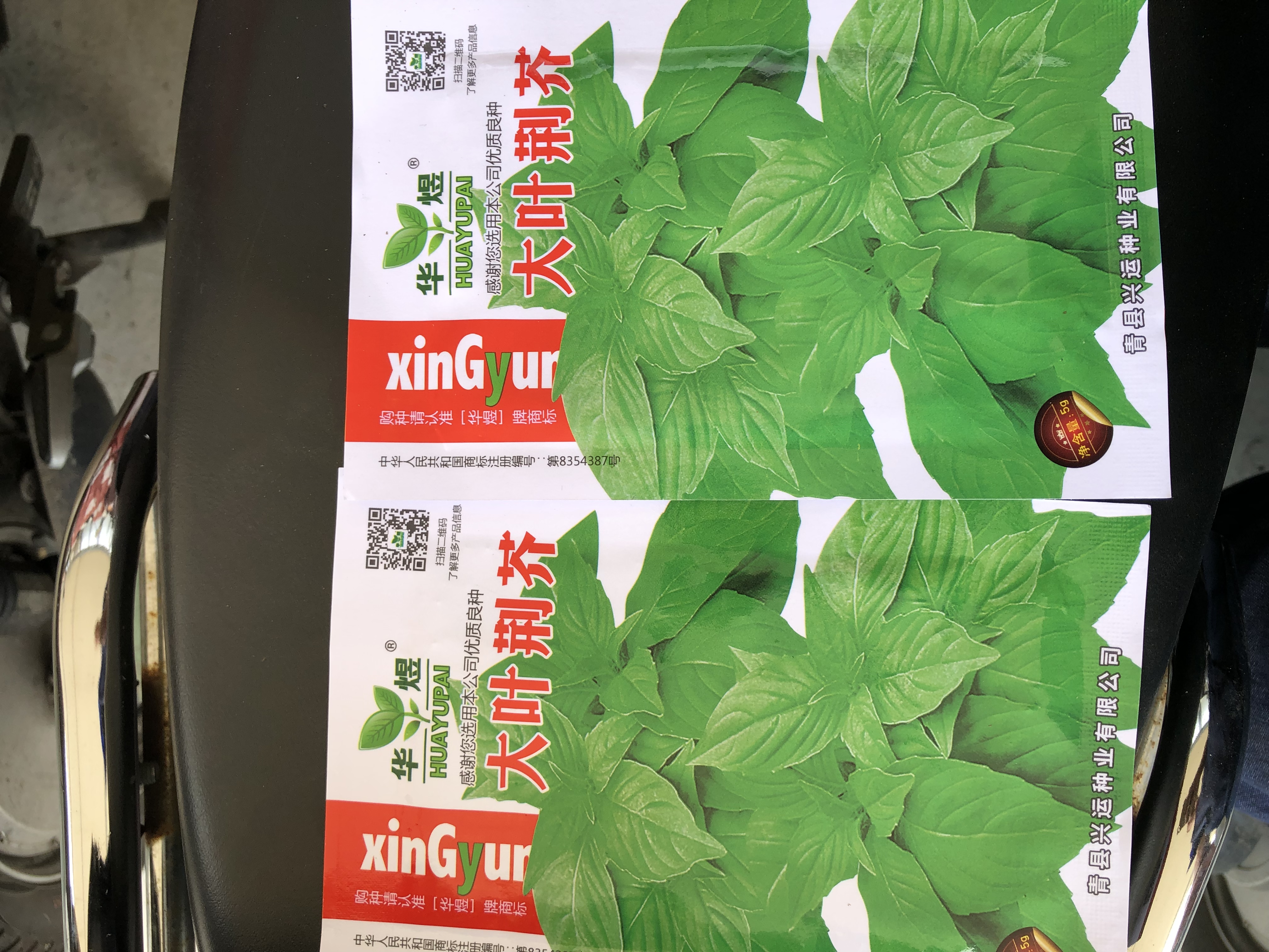 河南大叶荆芥种子菜籽阳台盆栽蔬菜种子农家四季播种荆菜春播春季 大叶荆芥种子【2包 约2千粒】 实拍图