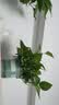 京东绿植绿萝盆栽除甲醛花卉绿植办公室新房净化空气180加仑4盆装源头直 实拍图