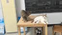 拜杰防咬手套宠物防猫狗防抓训狗猫加长加厚耐撕咬牛皮防挠猫咪 防咬手套45cm墨绿色 实拍图