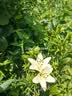 百合花种球香水百合四季开花好养活花卉植物室内外花苗盆栽花种子 混搭自选5个球包活 实拍图