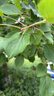 牧高笛（MOBIGARDEN）自动充气床 户外露营充气床垫打地铺气垫床 NX24663014 和风沙 实拍图