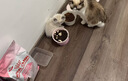 皇家幼猫奶糕 幼猫猫粮 BK34 通用粮 1-4月 2KG 实拍图