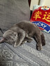 凯锐思英短猫粮专用蓝猫幼猫成猫深海鱼鱼肉猫食天然粮 英短2kg*5 实拍图