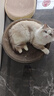 【京东快递】猫抓板猫窝一体式耐磨不掉屑超大可睡觉瓦楞纸磨爪板 圆形50*9【20斤内，送猫薄荷】 实拍图
