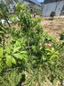 特级胎菊菊花清热去火无熏硫甄选胎菊王清香菊花茶养生茶泡水胎菊 胎菊含罐 125g*3罐 实拍图