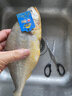 三都港 冷冻黄花鱼净重600g/2条装 宁德大黄鱼 海鱼 生鲜鱼类 海鲜水产 实拍图