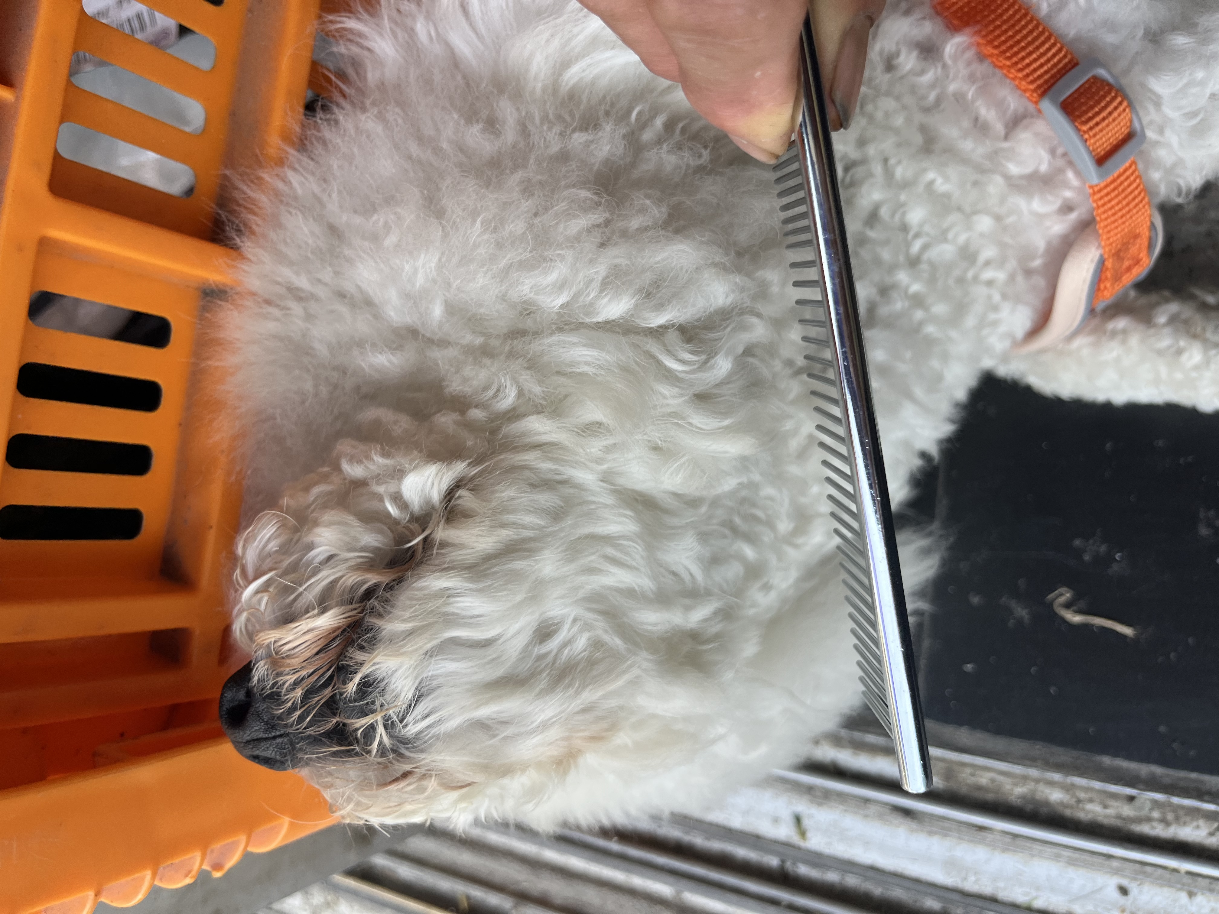HELLOJOY宠物猫咪狗狗排梳猫梳子宠物去浮毛开结钢梳布偶长毛猫专用猫毛梳 实拍图