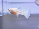 疯狂水草孔雀鱼活体水族宠物观赏鱼冷水耐活小型热带鱼淡水鱼苗 天空蓝 观赏鱼2对【4cm左右】 实拍图