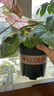 九千谷花盆加仑盆塑料花盆家用园艺种植小花盆带托盘14*14cm 2个装5051 实拍图