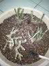 花无痕 玫瑰花苗 当年开花绿植盆栽室内外花卉观花植物庭院阳台蔷薇月季 O冷美人1棵 实拍图