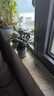 小盼菩提盆栽水培植物苔藓球办公室内带果花卉四季好养茶桌面绿植 小盼菩提（苔藓球） 拒绝焦虑盏（15个果子以上） 实拍图