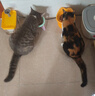 冠能猫粮幼猫猫粮3周-12月龄7kg 全价猫粮 添加牛初乳 增肥发腮 实拍图