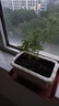 文竹盆栽绿植花卉盆景植物室内客厅水培文松云竹文竹大苗四季常青 小文竹【2棵更实惠】原土球发货 高度15-25cm 实拍图