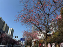 多芬【滋养水润】氨基酸洗发水700g 干枯毛躁易打结发质 实拍图