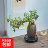 【禅意】悬崖金边六月雪带陶瓷盆小盆景植物办公室内绿植盆栽盆景 悬崖六月雪+蛋壳型盆+底座+苔藓 实拍图
