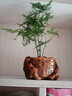 桌面盆栽盆景 发财树 盆栽  陶瓷盆 办公室内阳台复古花盆栽好发货 奋斗文竹 含盆 实拍图