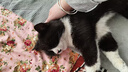 凯锐思豆腐猫砂除味猫沙豆腐砂豆腐渣低粉尘大颗粒结团吸水可冲厕所 【性价比豆腐砂试用】1包共4.6斤 实拍图