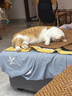 妙多乐猫粮成猫10kg 全价猫粮均衡营养大蓝袋 实拍图