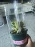 开时果 栀子花盆栽大苗带花苞 四季懒人好养植物室内阳台庭院耐热花卉 加仑盆【90#带花苞】 实拍图