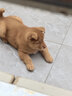 喵先生【带挂碗+垫板】宠物航空箱大号狗猫托运箱猫咪狗狗航空箱运输箱 一号PLUS 建议18斤以内 实拍图
