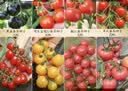 北蔬 西红柿种子种苗盆栽小果大果番茄蔬菜种籽 8种西红柿种子组合 实拍图