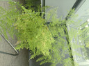 文竹盆栽绿植花卉盆景植物室内客厅水培文松云竹文竹大苗四季常青 文竹【1颗】原盆原土球发货 高度15-25cm 实拍图