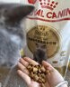 皇家猫粮 英短成猫粮 BS34 通用粮 12月以上 10KG 实拍图